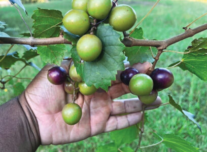 Hand holding a grapevine branch with small green grapes and a few ripening purple ones.